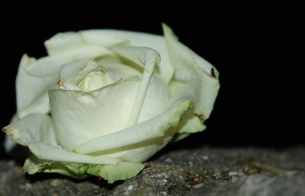 white rose flowers