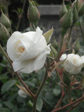 white rose in colour