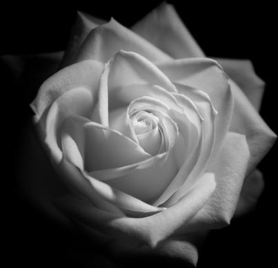 white rose monochrome