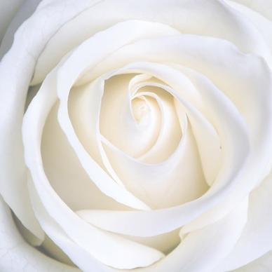 white roses picture