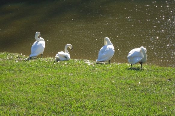 white swans