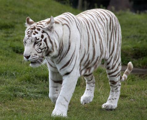 white tiger 6