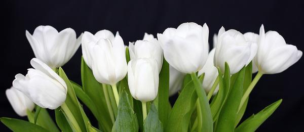 white tulips explore