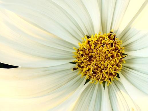 white yellow flower