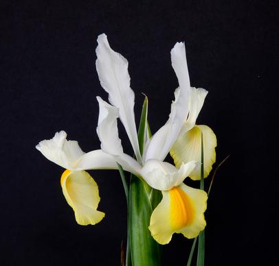 whiteyellow iris