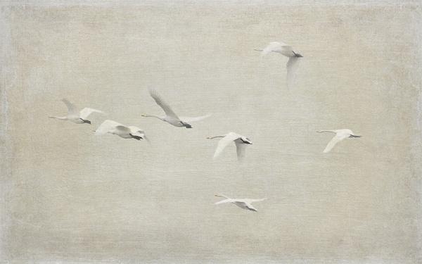 whooper swans textured