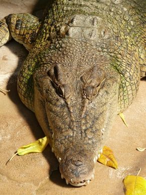 wide muzzles cayman cayman alligator