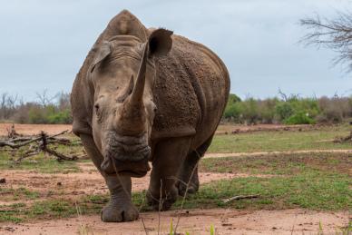 wild africa backdrop picture dynamic rhino 