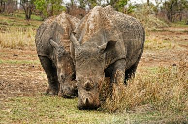 wild africa picture dynamic grazing rhinoes