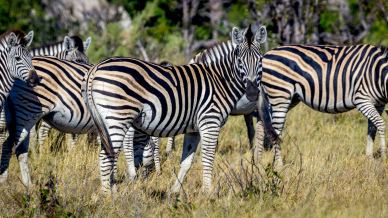 wild africa picture dynamic zebra herd scene