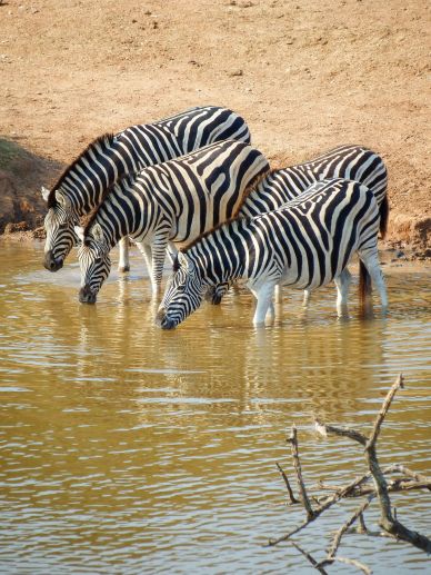 wild africa picture elegant dynamic zebra herd drinking water