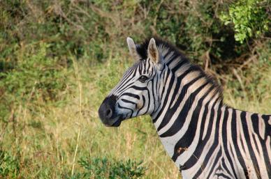 wild africa picture elegant modern closeup