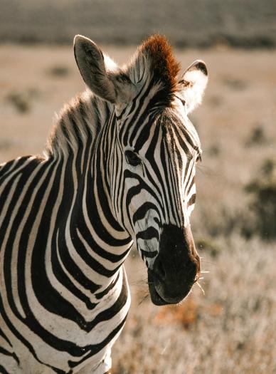 wild africa picture elegant zebra face closeup