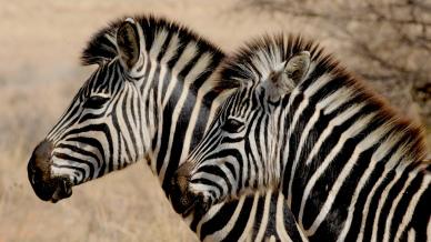 wild africa picture elegant zebra herd closeup