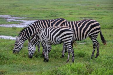 wild africa picture grazing zebras scene