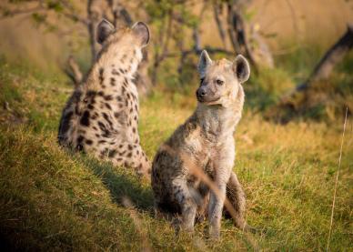 wild africa picture hyena species grassland scene