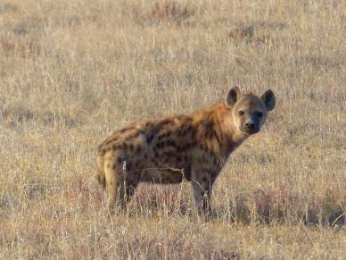 wild africa picture  hyenas grassland scene