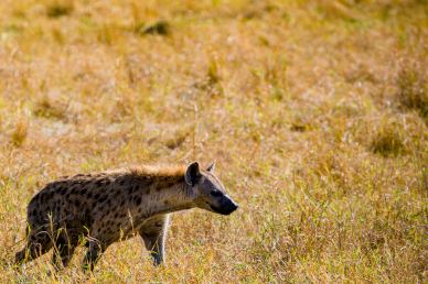 wild africa picture walking hyenas grassland scene 
