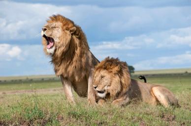 wild africa scenery picture dynamic lion herd roar meadow scene