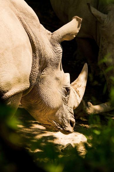 wild animal backdrop picture contrast cute rhino closeup