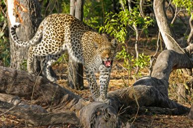 wild animal picture aggressive jaguar