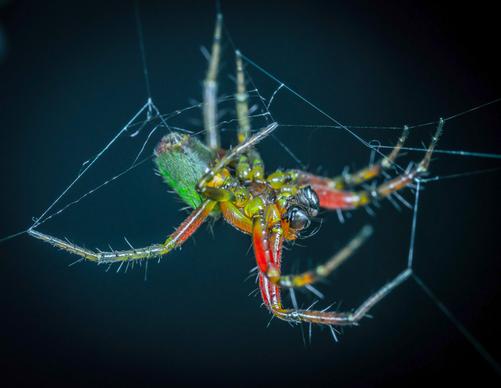 wild animal picture closeup contrast Spider