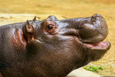 wild animal picture cute closeup hippo face