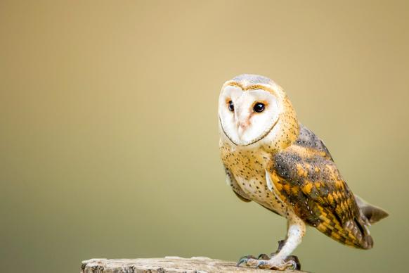 wild animal picture cute perching owl