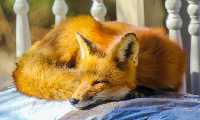 wild animal picture cute sleeping fox