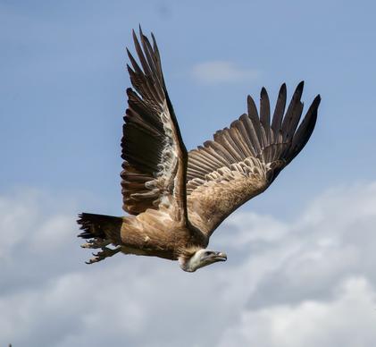 wild animal picture dynamic vulture cloudy sky scene