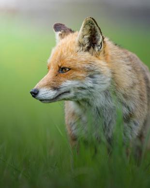wild animal picture elegant cute fox