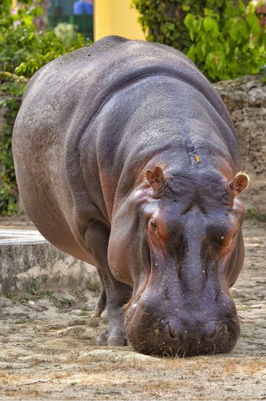 wild animal picture hippopotamus eating scene