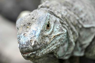 wild animal picture komodo dragon face closeup