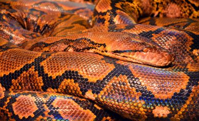 wild animal picture python skin closeup