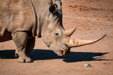 wild animal picture rhino shadow scene