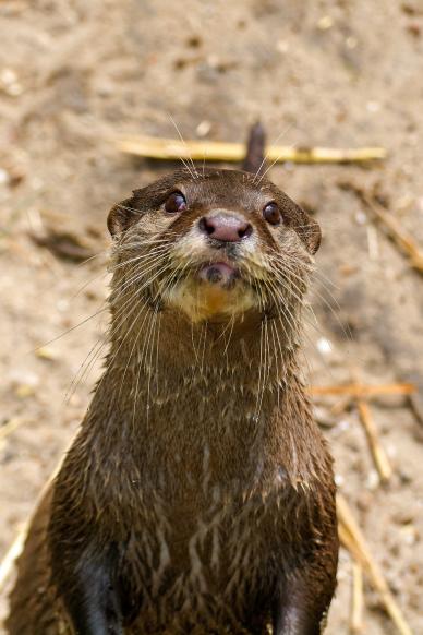 wild animal picture we otter closeup