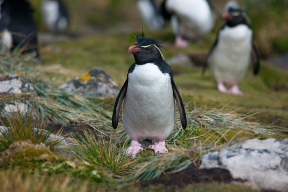 wild animals picture cute closeup penguin flock