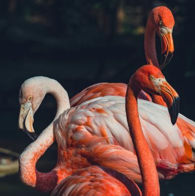 wild animals picture elegant flamingoes flock