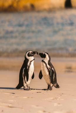 wild antarctic picture cute penguin couple seaside scene