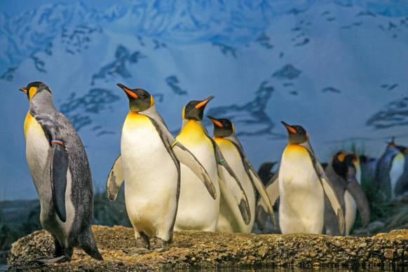 wild antarctic picture dynamic emperor penguin flock