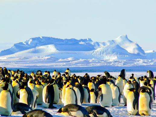 wild antarctic picture snow mountain penguin flock scene