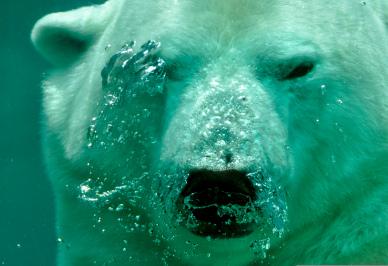 wild arctic backdrop picture closeup dynamic polar bear face