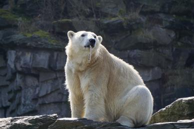 wild arctica picture cute white bear