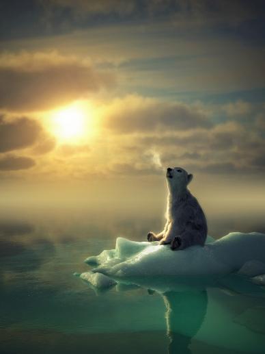 wild arctica scenery picture contrast dark polar bear ice scene