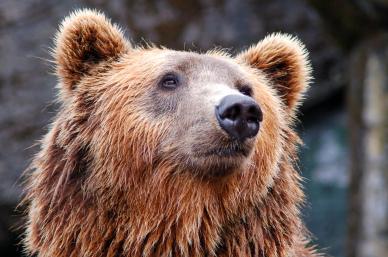 wild bear picture realistic face closeup 