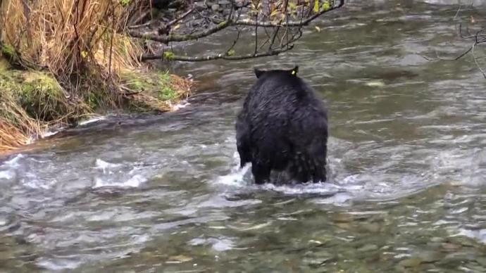 wild black bear catching fish on stream