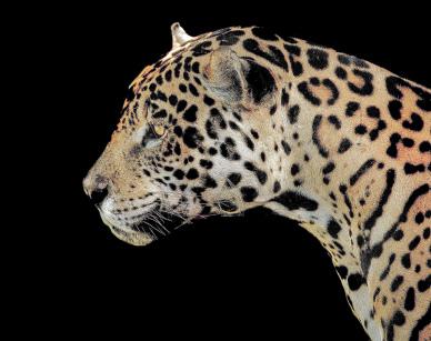 wild cheetah picture contrast closeup