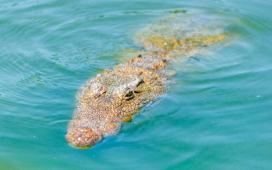wild crocodile picture closeup dynamic swimming scene