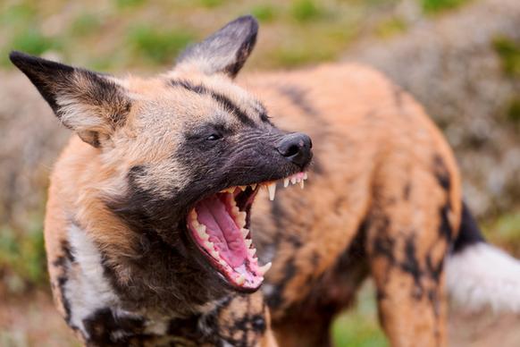 wild dog yawning