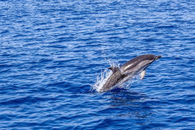 wild dolphin picture dynamic jumping scene